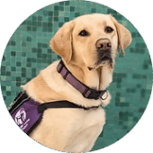 Nala - FJC Facility Dog