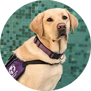 Nala - FJC Facility Dog